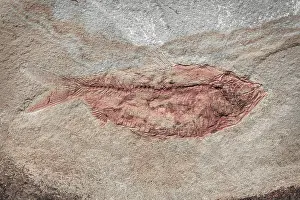 Fossil: USA, Washington State, Seabeck. Close-up of fish fossil