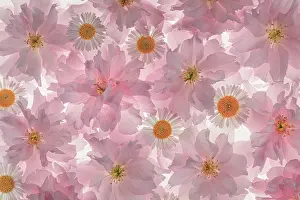 Daisy: USA, Washington State, Seabeck. Flowering pink cherry