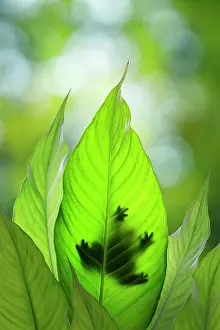 Composite: USA, Washington State, Seabeck. Composite of frog on leaf