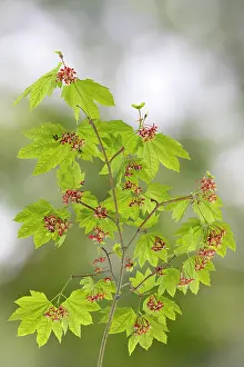 Maple: USA, Washington State, Seabeck. Vine maple branch in spring