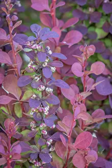 Barberry: USA, Washington State, Seabeck. Barberry bush leaves