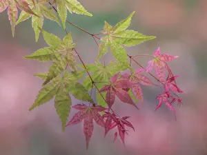 Maple: USA, Washington State, Seabeck. Japanese maple branch