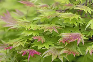 Maple: USA, Washington State, Seabeck. Japanese maple tree foliage