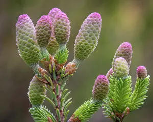 Spruce: USA, Washington State, Seabeck. Norway spruce cones