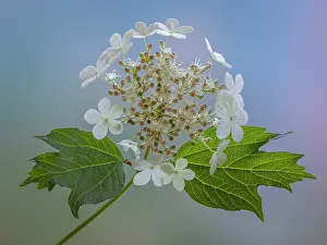 Viburnum: USA, Washington State, Seabeck. Cranberry bush flowers