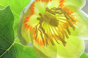 Tulip: USA, Washington State, Seabeck. Tulip poplar blossom