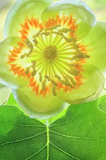 Tulip: USA, Washington State, Seabeck. Tulip poplar blossom