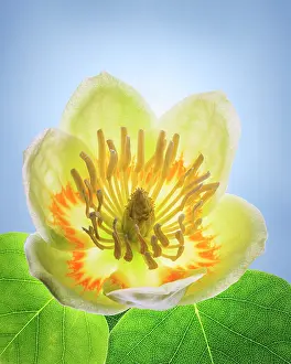 Tulip: USA, Washington State, Seabeck. Tulip poplar blossom