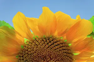 Cheerful: USA, Washington State, Seabeck. Sunflower blossom close-up