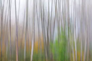 Alder: USA, Washington State, Seabeck. Alder forest abstract