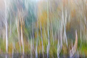 Alder: USA, Washington State, Seabeck. Alder forest abstract