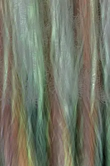Composite: USA, Washington State, Seabeck. Forest fantasy composite