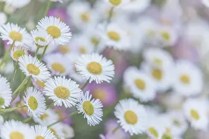 Daisy: USA, Washington State, Seabeck. Santa Barbara daisies
