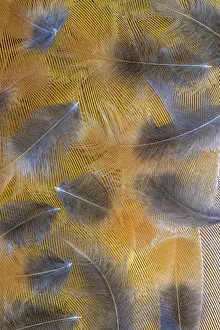Amber: USA, Washington State, Seabeck. Pattern of downy feathers