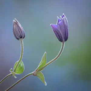 Buds: USA, Washington State, Seabeck. Clematis buds close-up