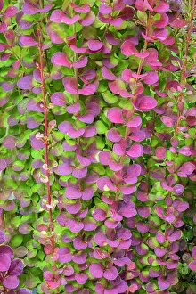 Barberry: USA, Washington State, Seabeck. Barberry bush foliage