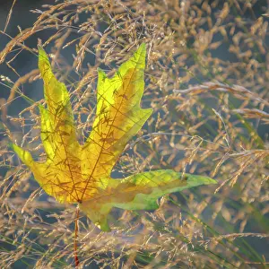 Maple: USA, Washington State, Seabeck. Autumn bigleaf maple