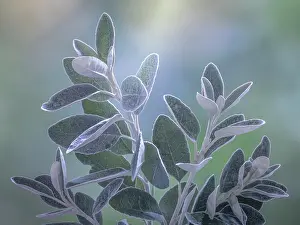 Washington: USA, Washington State, Seabeck. Senecio leaves close-up