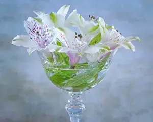 Vase: USA, Washington State, Seabeck. Alstroemeria blossoms