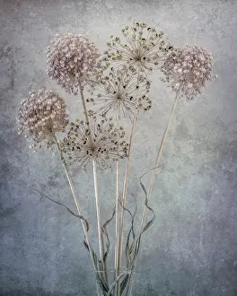 Monarch: USA, Washington State, Seabeck. Allium seed heads close-up
