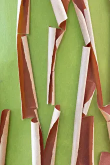 Bark: USA, Washington State, Seabeck. Peeling madrone tree bark