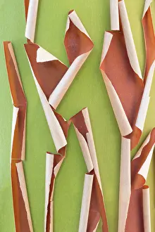 Bark: USA, Washington State, Seabeck. Peeling madrone tree bark