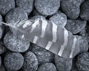 Washington: USA, Washington State, Seabeck. Raptor feather on rocks