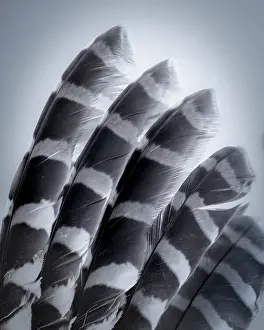 Washington: USA, Washington State, Seabeck. Raptor wing feathers