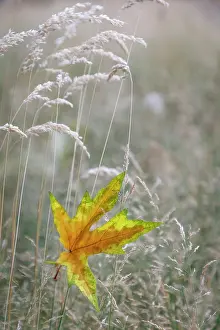 Maple: USA, Washington State, Seabeck. Autumn bigleaf maple