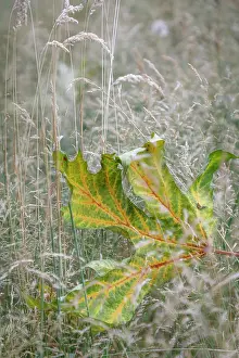Maple: USA, Washington State, Seabeck. Autumn bigleaf maple