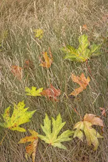 Maple: USA, Washington State, Seabeck. Autumn bigleaf maple