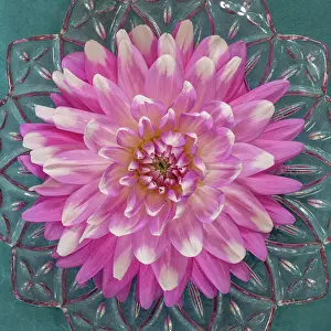 Vase: USA, Washington State, Seabeck. Pink dahlia in crystal bowl