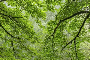 Maple: USA, Washington State, Seabeck. Bigleaf maple trees