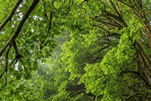 Maple: USA, Washington State, Seabeck. Bigleaf maple trees
