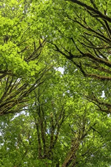 Maple: USA, Washington State, Seabeck. Bigleaf maple trees