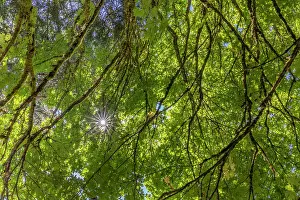 Maple: USA, Washington State, Seabeck. Bigleaf maple trees