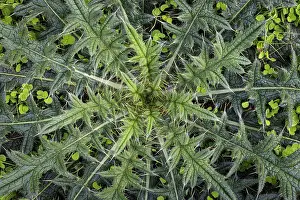Weed: USA, Washington State, Seabeck. Close-up of thistle plant