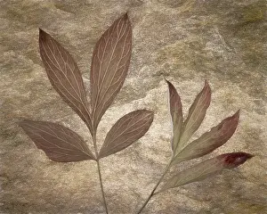Monarch: USA, Washington State, Seabeck. Peony leaves close-up