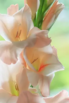 Seabeck: USA, Washington State, Seabeck. Close-up of white gladiola