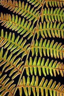 Amber: USA, Washington State, Seabeck. Bracken fern detail. ic Don