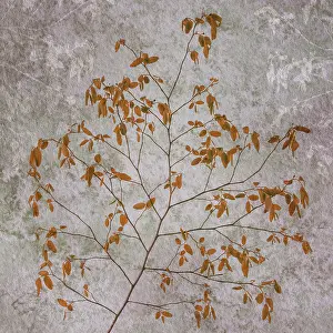Seabeck: USA, Washington State, Seabeck. Red huckleberry branch. ic D