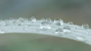 Seabeck: USA, Washington State, Seabeck. Raindrops on beach grass