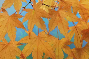 Gold: USA, Washington State, Seabeck. Japanese maple leaves in