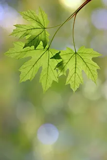 Seabeck: USA, Washington State, Seabeck. Close-up of bigleaf maple