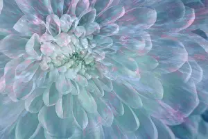 Restful: USA, Washington State, Seabeck. Close-up of white dahlia