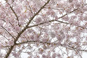 Seabeck: USA, Washington State, Seabeck. Cherry tree in bloom. ic Don