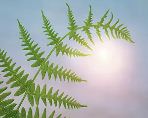Seabeck: USA, Washington State, Seabeck. Close-up of bracken fern