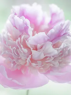 Seabeck: USA, Washington State, Seabeck. Pink peony blossom close-up