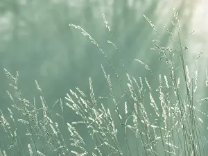 Seabeck: USA, Washington State, Seabeck. Close-up of grass seedheads
