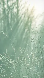 Seabeck: USA, Washington State, Seabeck. Close-up of grass seedheads